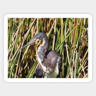 Tricolored Heron in Florida Wetlands Sticker